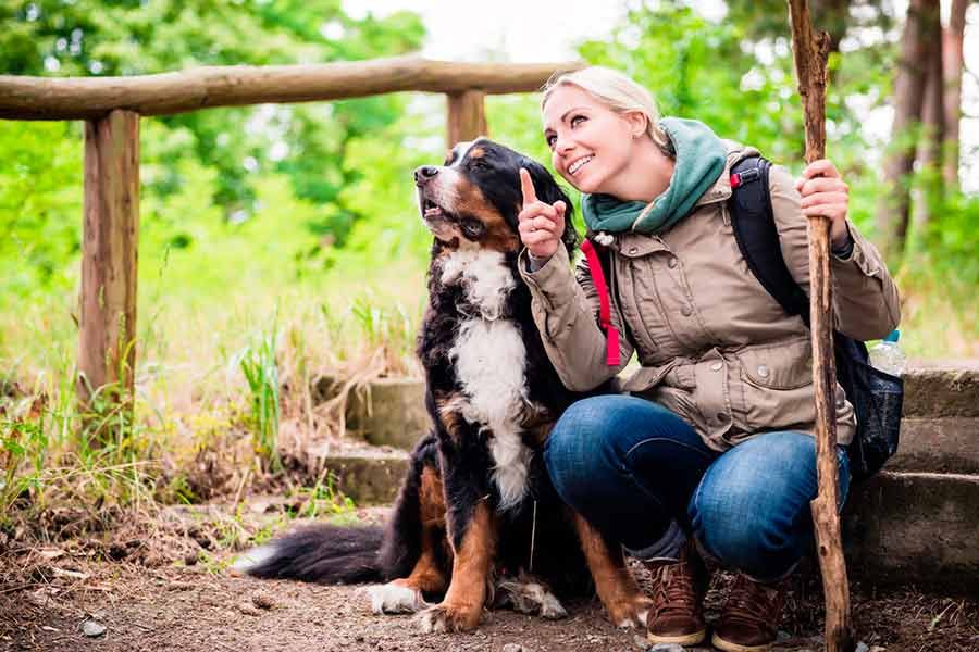 el Camino de Santiago con perro